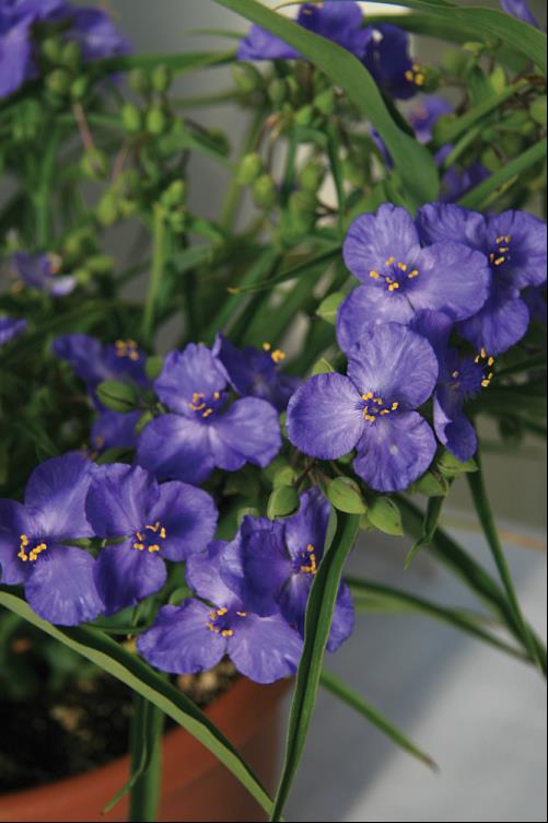 Amethyst Kiss™ Spiderwort (TRADE. AMETHYST KISS) - 1 gallon