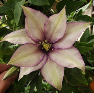 Samaritan Jo Clematis (CLEMATIS SAMARITAN JO) - 1 gallon