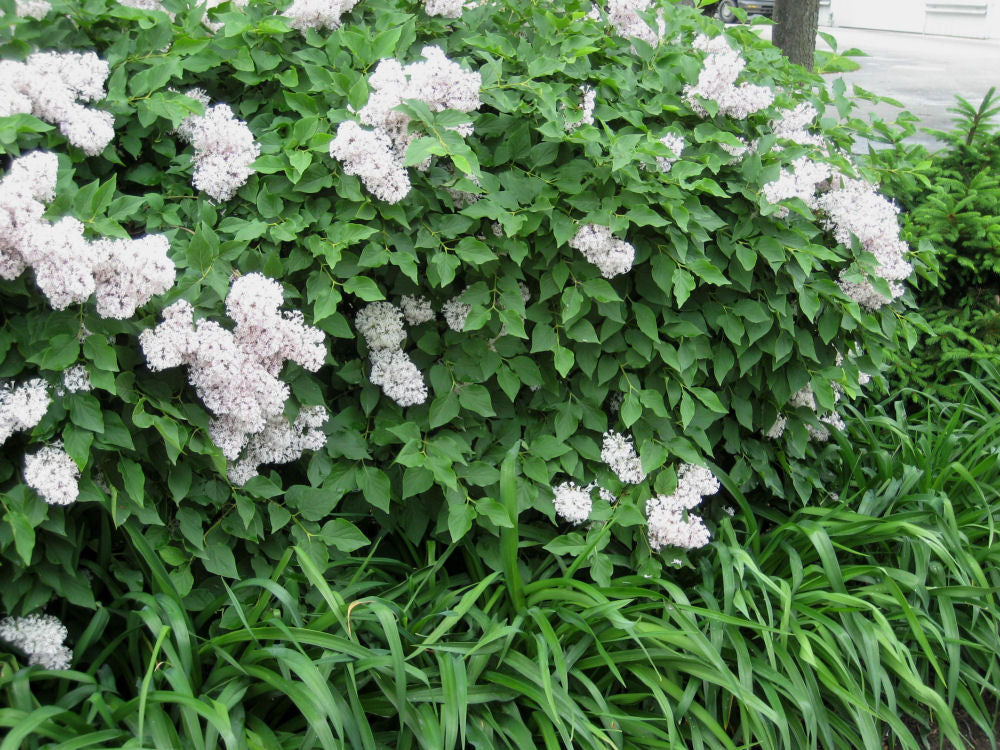 Miss Kim Lilac (Syringa patula 'Miss Kim') - 1 gallon