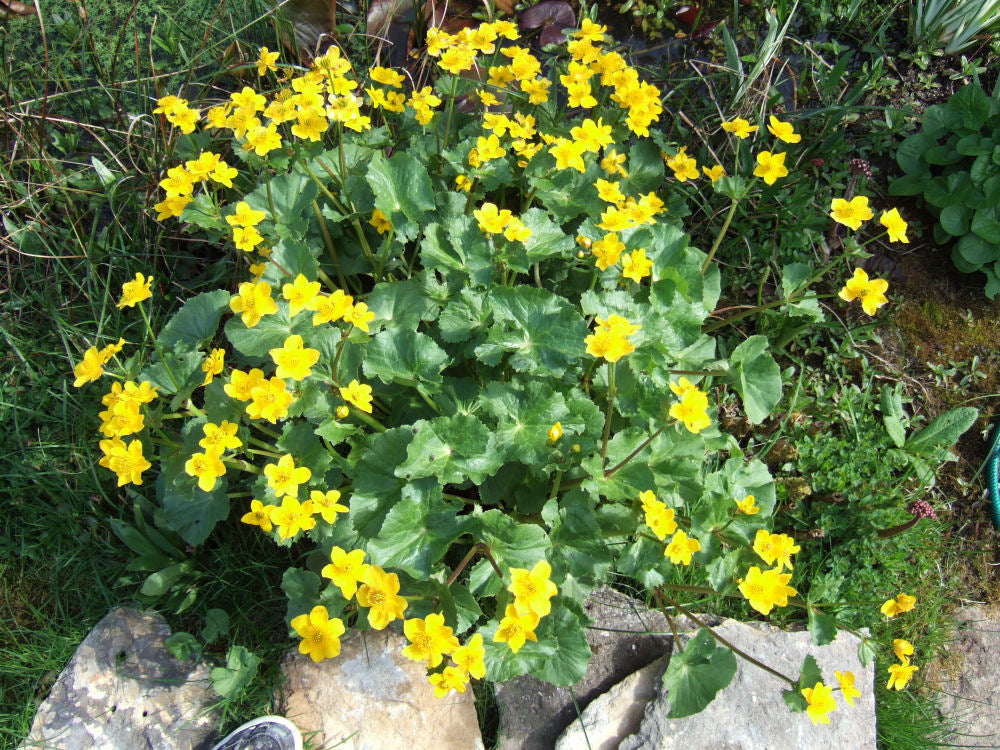 Marsh Marigold (CALTHA PALUSTRIS) - 1 gallon