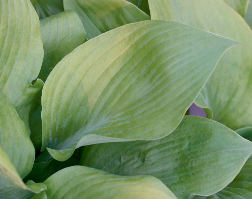 Sum and Substance Plantain Lily (HOSTA SUM AND SUBSTANCE) - 1 gallon