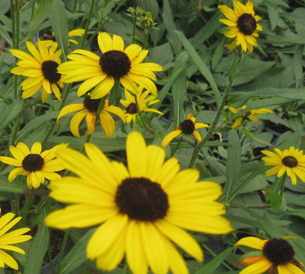 Little Suzy Black-Eyed Susan (RUDBECKIA FULGIDA LITTLE SUZY) - 1 gallon