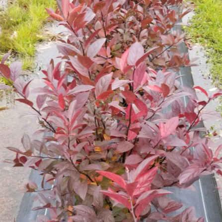 Itea Fountains of Rouge™ Virginia Sweetspire (ITEA FOUNTAINS OF ROUGE) - 3 gallon
