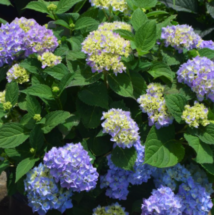 Azure Skies™ Hydrangea (HYDRANGEA M. AZURE SKIES) - 3 gallon