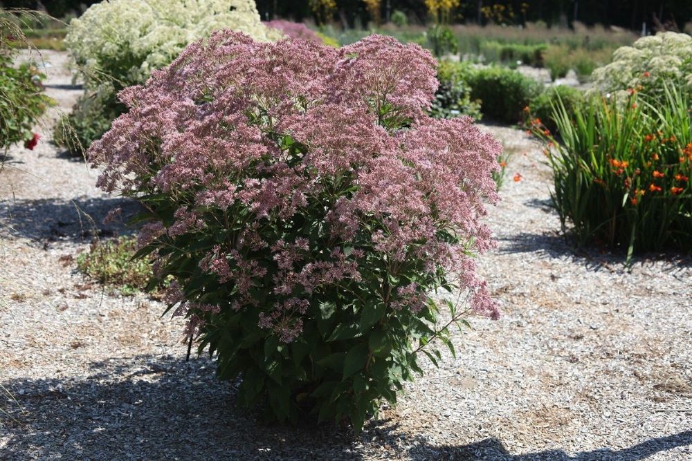 Rosie Josie™ Joe-Pye (EUPATORIUM X. ROSIE JOSIE) - 2 gallon