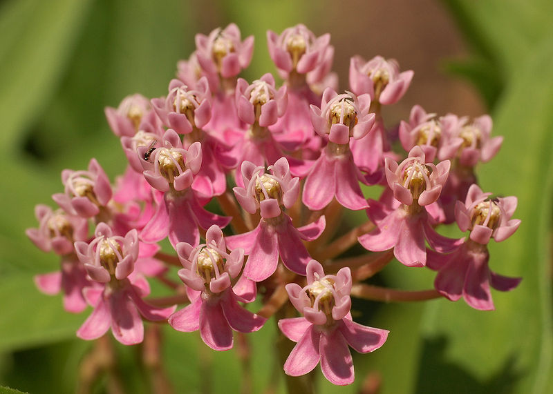 Swamp Milkweed (ASCLEPIAS INCARNATA) - 2 gallon