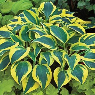 Shadowland® 'Autumn Frost' (HOSTA SHADOWLAND AUTUMN FROST) - 1 gallon