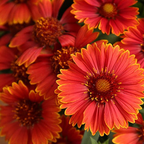 Spintop Yellow Touch Blanket Flower (GAILLARDIA SPINTOP YELLOW TOUCH) - 1 gallon
