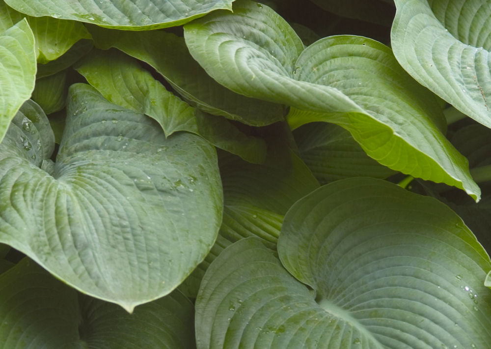 Elegans Plantain Lily (HOSTA SIEBOLDIANA ELEGANS) - 1 gallon