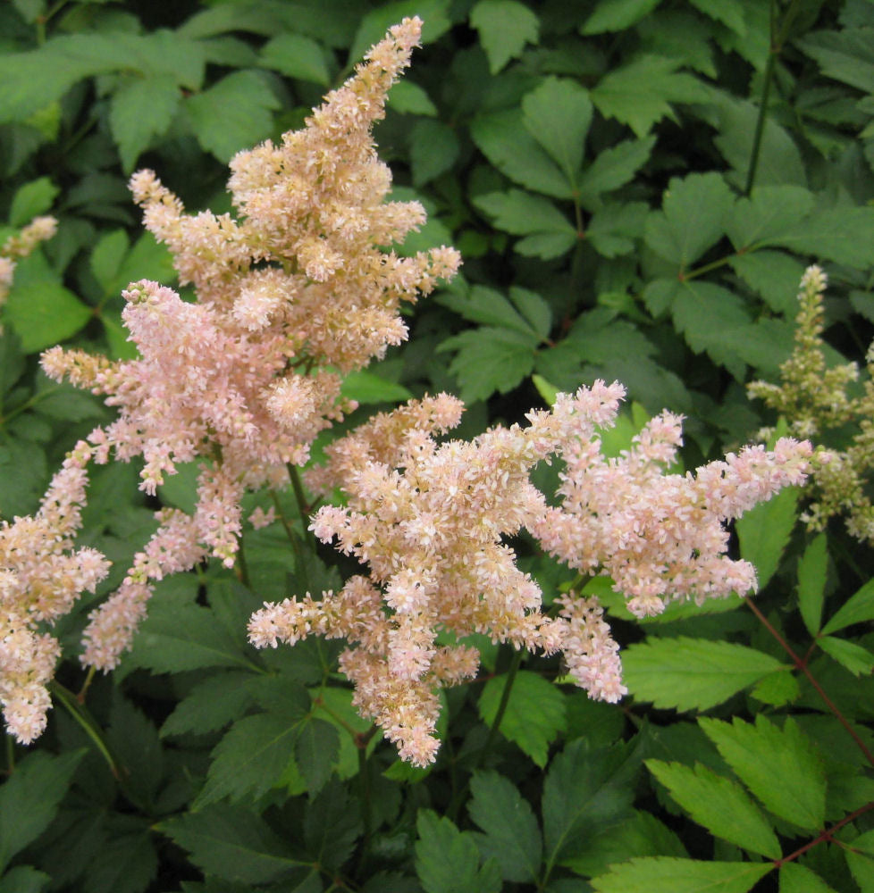 Peach Blossom Astilbe (ASTILBE PEACH BLOSSOM) - 1 gallon