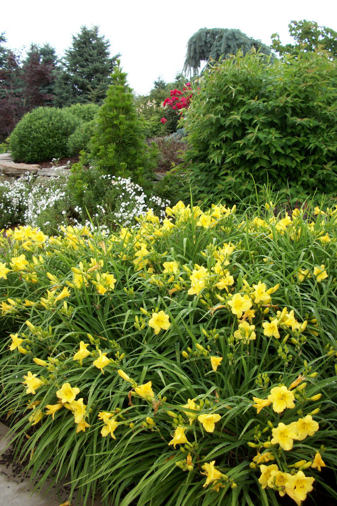 Happy Returns Daylily (HEMER HAPPY RETURNS) - 1 gallon