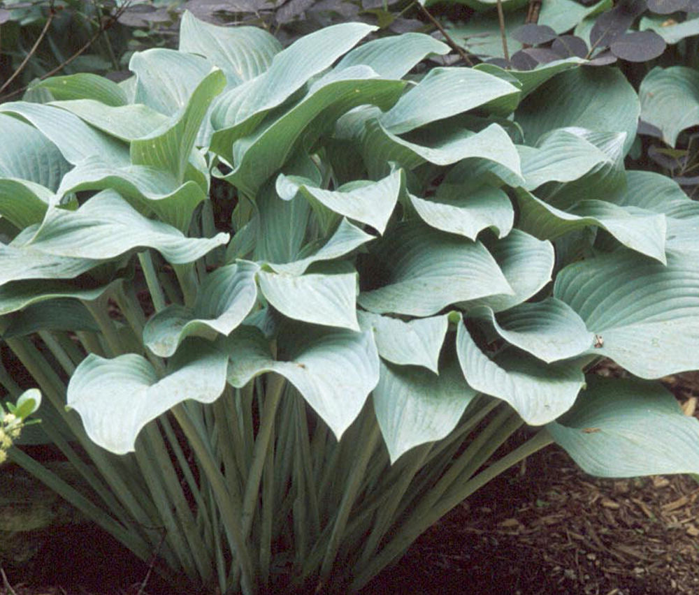 Krossa Regal Plantain Lily (HOSTA KROSSA REGAL) - 1 gallon