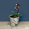5" Gray Leaves Round Self-Watering Bamboo Pot