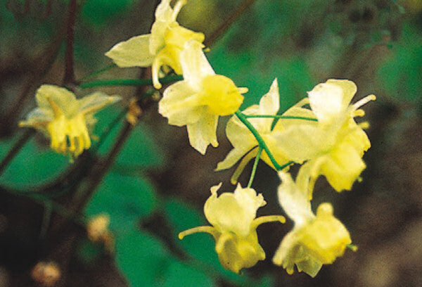 Sulphureum Barrenwort (EPIMEDIUM VER SULPHUREUM) - 1 gallon