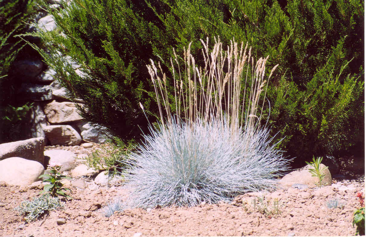 Elijah Blue Fescue Grass (Festuca glauca 'Elijah Blue') - QT