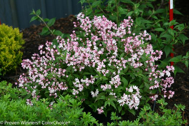 Yuki Cherry Blossom® Deutzia (DEUTZIA YUKI CHERRY BLOSSOM) - 2 gallon 12"