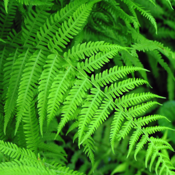 Fern New York (FERN -NEW YORK) - 1 gallon