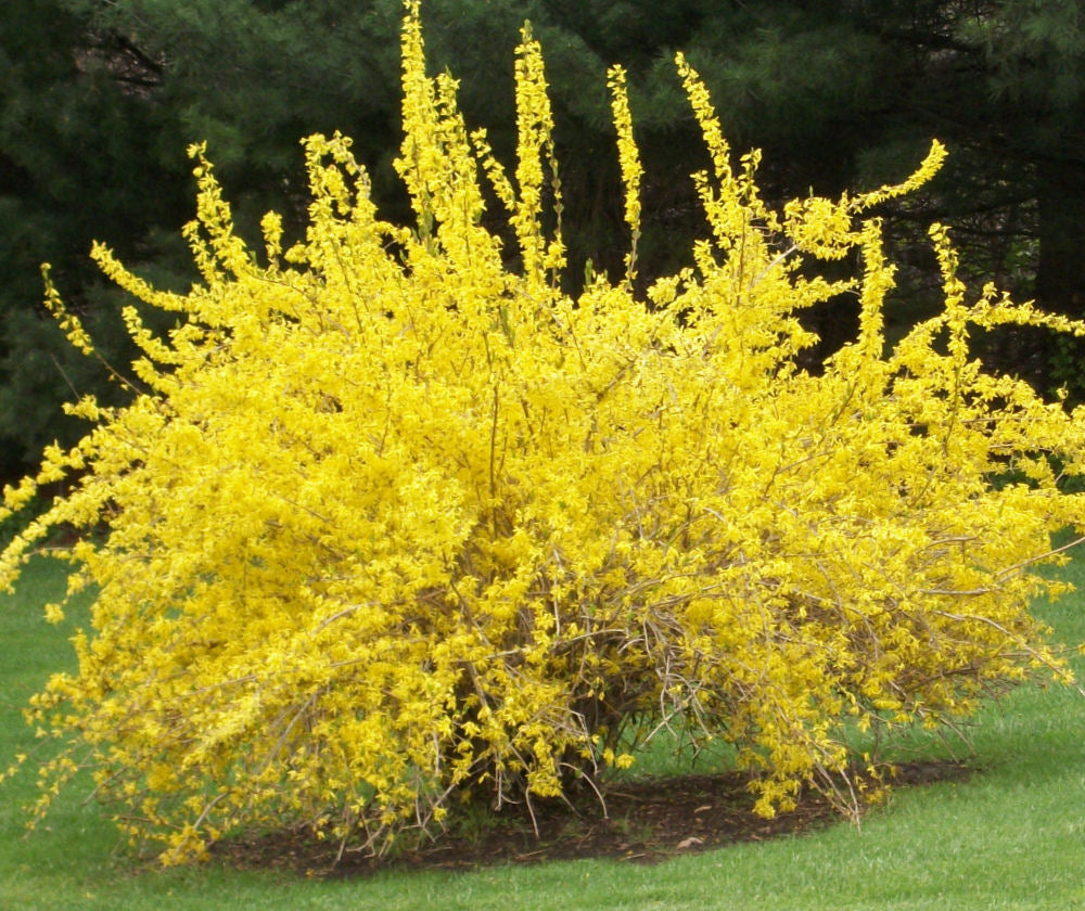 Spring Glory Forsythia (FORSYTHIA X I. SPRING GLORY)