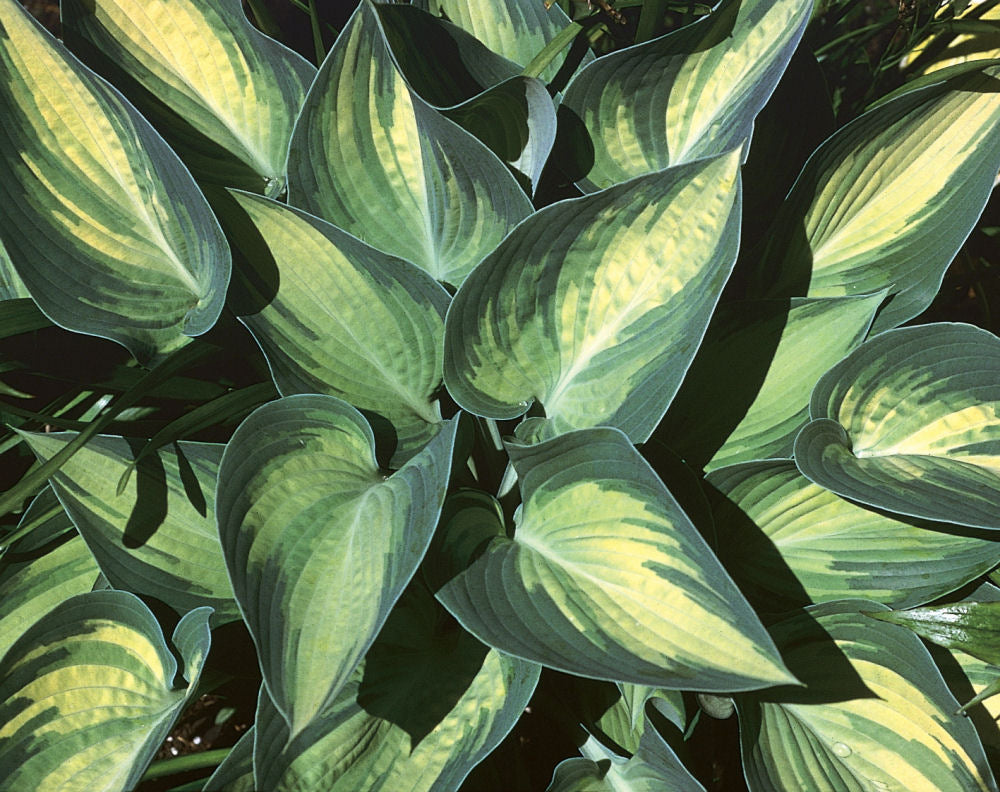 June Plantain Lily (HOSTA JUNE) - 1 gallon