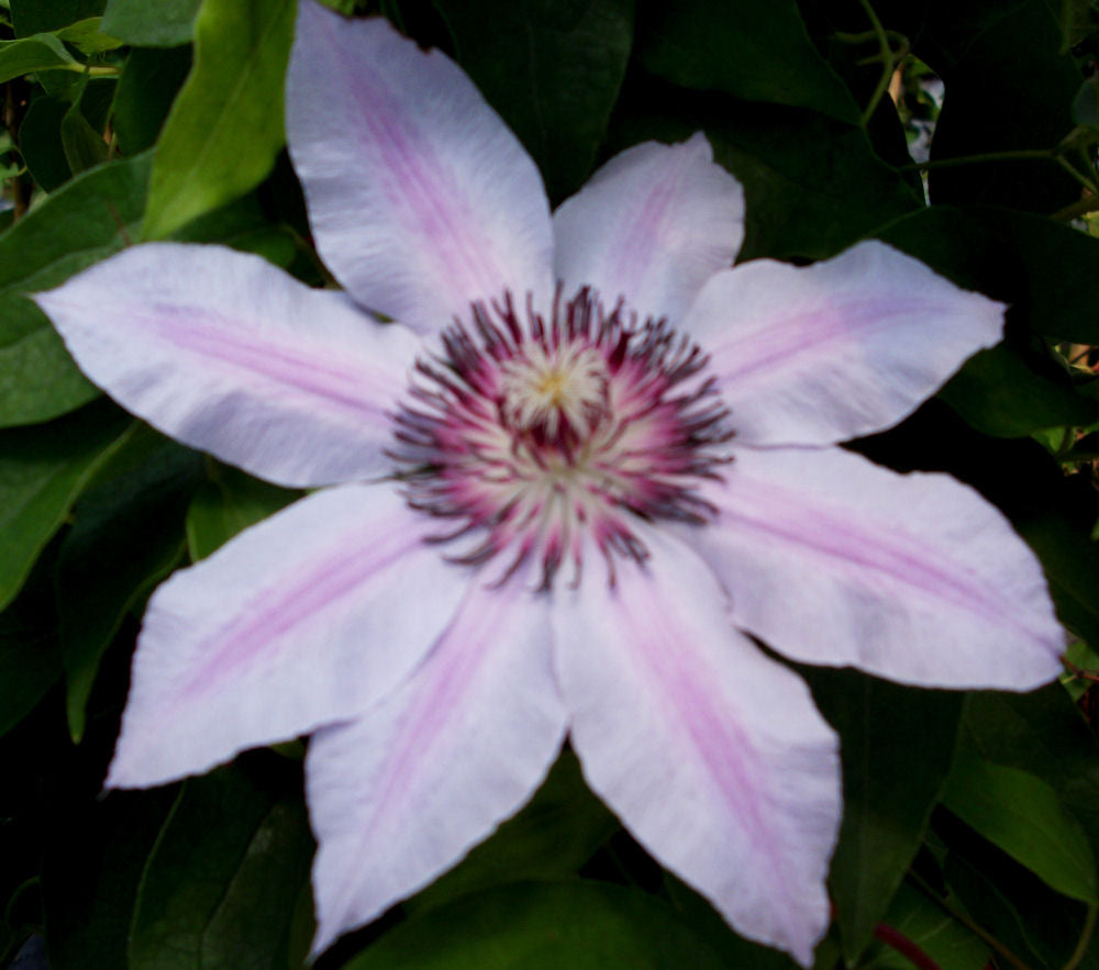 Nelly Moser Clematis (CLEMATIS N MOSER) - 1 gallon