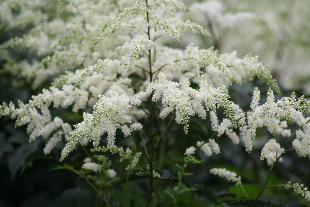 Bridal Veil Astilbe (ASTILBE BRIDAL VEIL) - 1 gallon