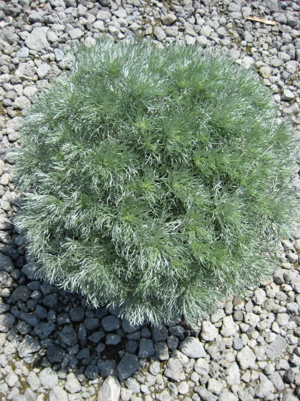 Wormwood 'Silver Mound' (ARTEMISIA S. SILVERMOUND) - 1 gallon