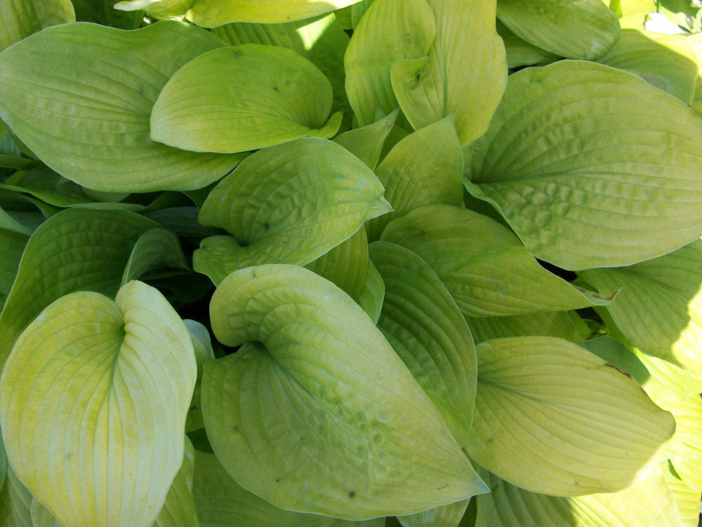 August Moon Plantain Lily (HOSTA AUGUST MOON) - 1 gallon