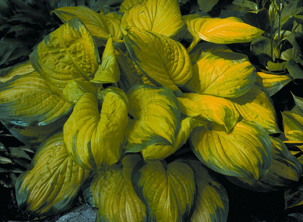 Stained Glass Plantain Lily (HOSTA STAINED GLASS) - 1 gallon
