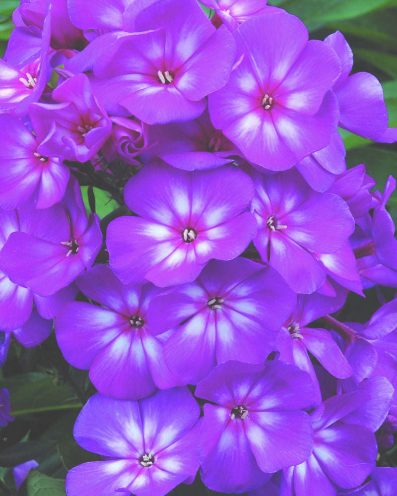 Grape Lollipop™ Phlox (PHLOX PAN. GRAPE LOLLIPOP) - 1 gallon