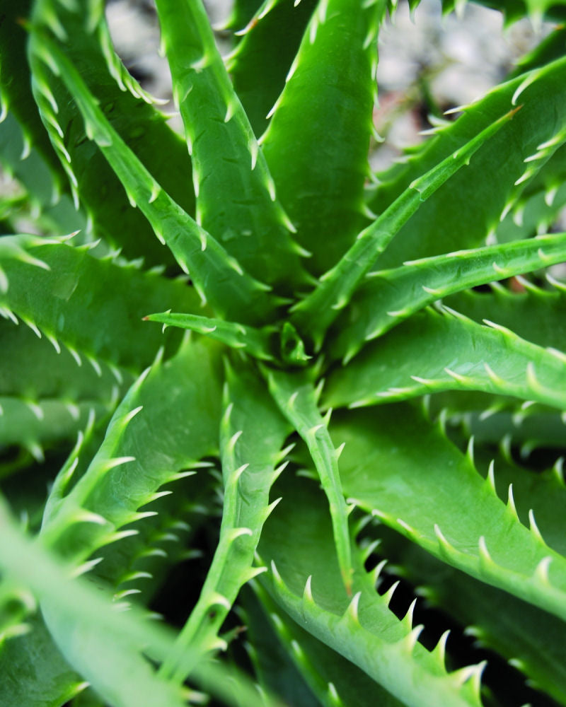 ALOE 'HEDGEHOG'  19CM PTW