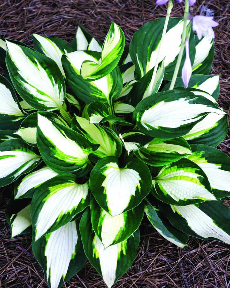 Vulcan Plantain Lily (HOSTA VULCAN) - 1 gallon