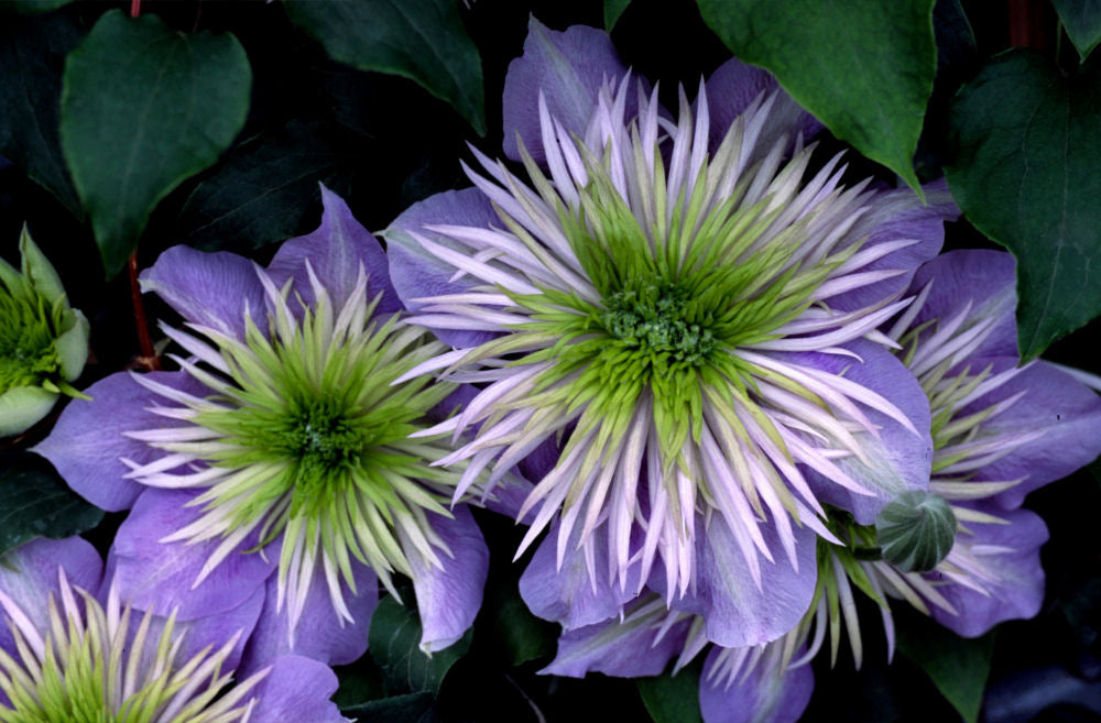 Crystal Fountain™ Clematis (CLEMATIS CRYSTAL FOUNTAIN) - 1 gallon