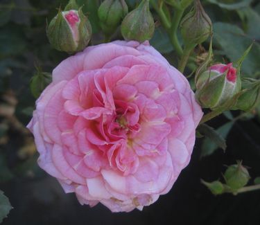 Sweet Drift® Rose (ROSE DRIFT SWEET) - 1 gallon