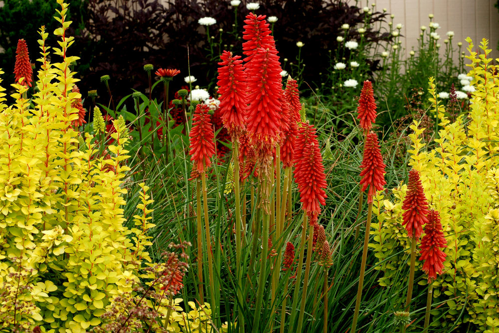Red Hot Popsicle Dwarf Poker (KNIPHOFIA REDHOT POPSICLE) - 1 gallon