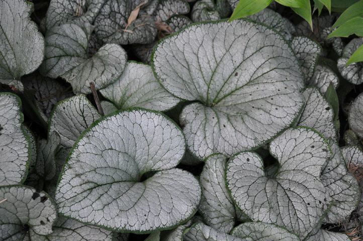 Silver Heart Siberian Bugloss (BRUNNERA M. SILVER HEART) - 1 gallon
