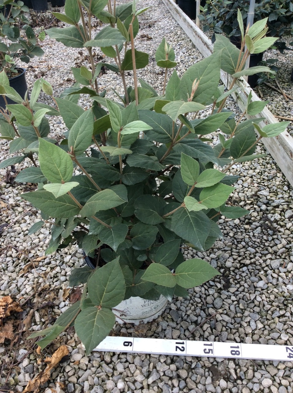 Spice Girl® Korean Spice Viburnum (VIBURNUM CARLESII SPICE GIRL) - 3 gallon 18"