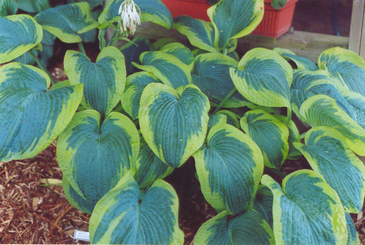 Francis Williams Plantain Lily (HOSTA FRANCIS WILLIAMS) - 1 gallon
