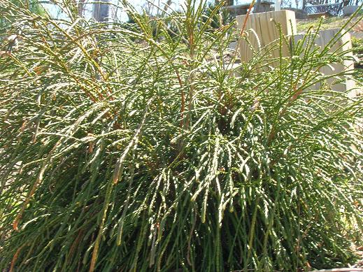 Whipcord Western Red Cedar (THUJA PLICATA WHIPCORD) - 2 gallon 10"