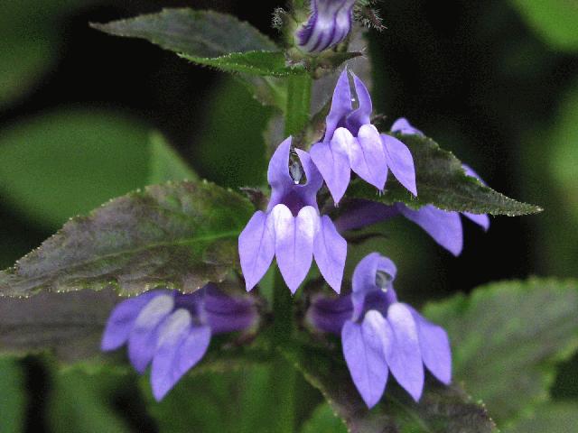 Great Blue Lobelia (LOBELIA SIPHILITICA) - 1 gallon