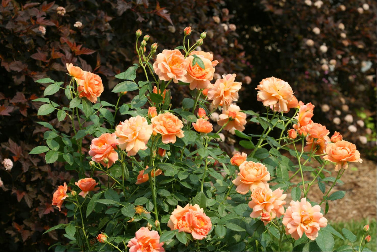 At Last® Rose (ROSE S AT LAST) - 2 gallon