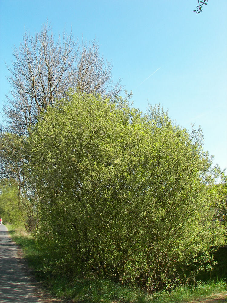 Pussy Willow (SALIX CAPREA) - 3 gallon 24"
