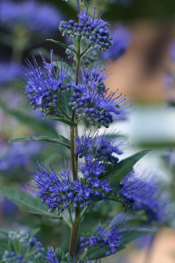 Dark Knight Bluebeard (CARYOPTERIS X C. DARK KNIGHT) - 2 gallon