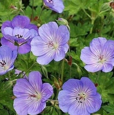 Azure Rush Cranesbill (GERANIUM AZURE RUSH) - 1 gallon