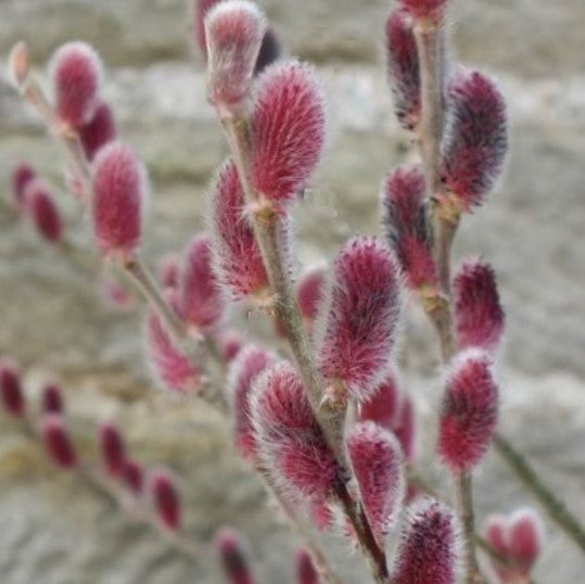 Mount Aso Pussy Willow (SALIX G. MOUNT ASO) - 3 gallon 15"