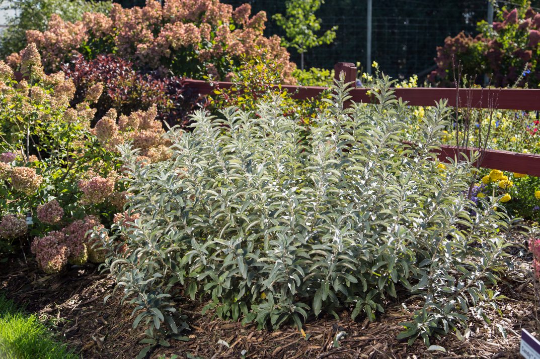 Iceberg Alley® Sageleaf Willow (SALIX C ICEBERG ALLEY) - 3 gallon