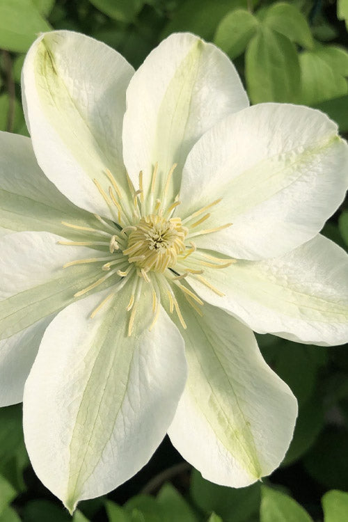 Guernsey Flute™ Clematis (CLEMATIS GUERNSEY FLUTE) - 1 gallon