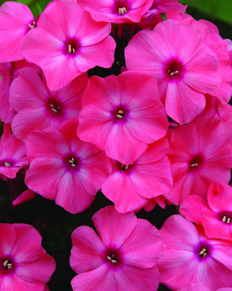 Coral Crème Drop™ Phlox (PHLOX PAN. CORAL CREME DROP) - 1 gallon
