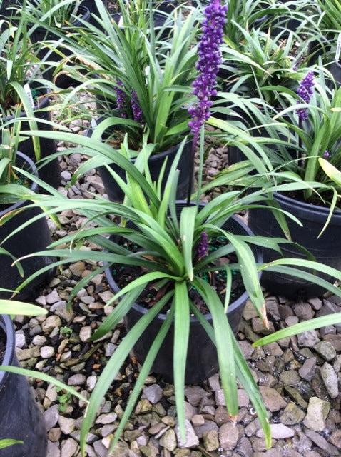 Royal Purple Lily Turf (LIRIOPE M. ROYAL PURPLE) - 1 gallon