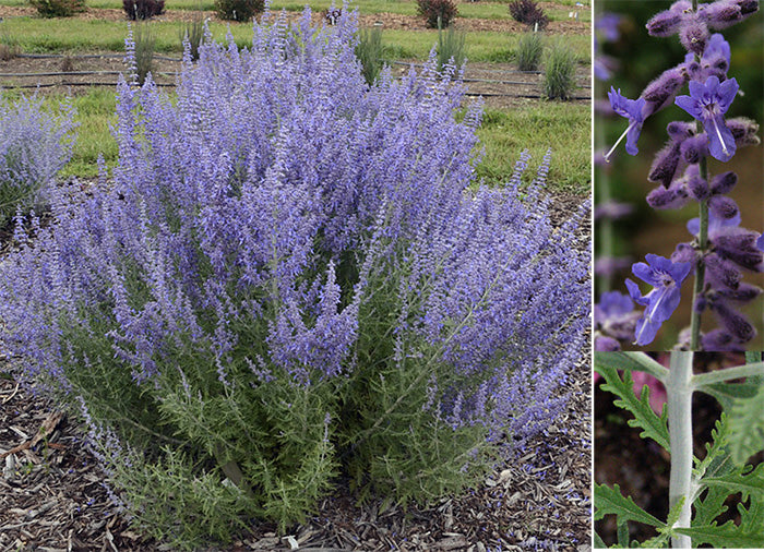'Denim 'n Lace' Russian Sage (PEROVSKIA ATRIP. DENIM N LACE) - 1 gallon