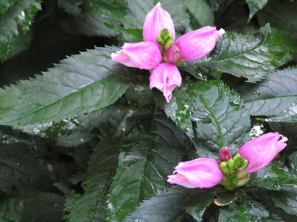 Hot Lips Turtlehead (CHELONE LYONII HOT LIPS) - 1 gallon